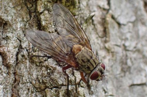 Réf. 325 238 : Phaonia valida